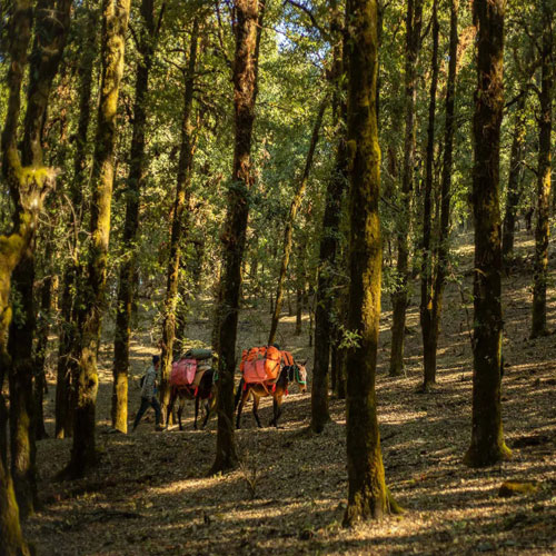 listing-details-carousel