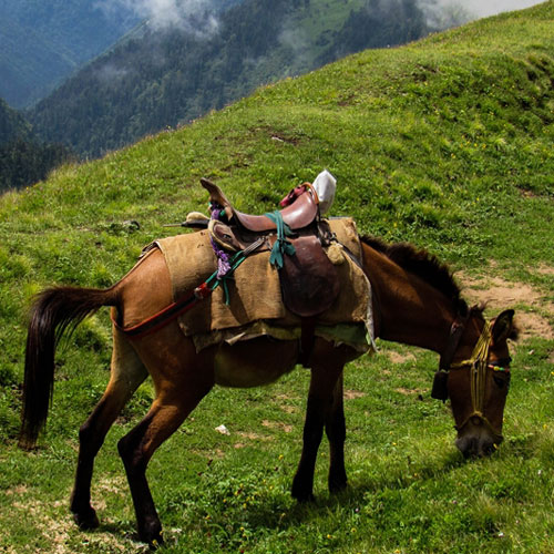 listing-details-carousel