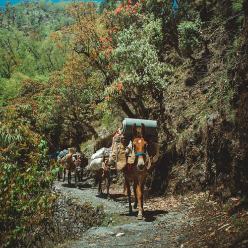 listing-details-carousel