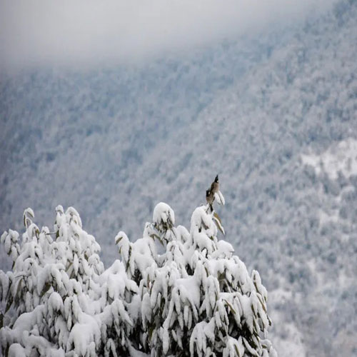 listing-details-carousel