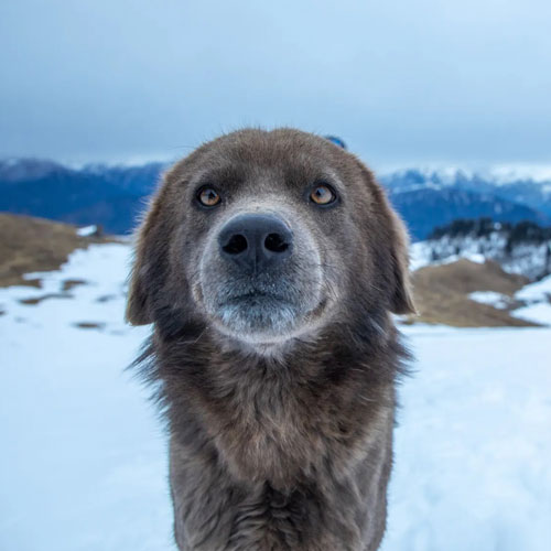 listing-details-carousel