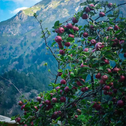 listing-details-carousel