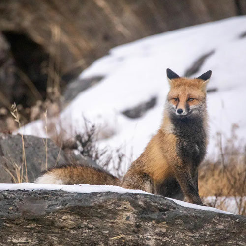 listing-details-carousel